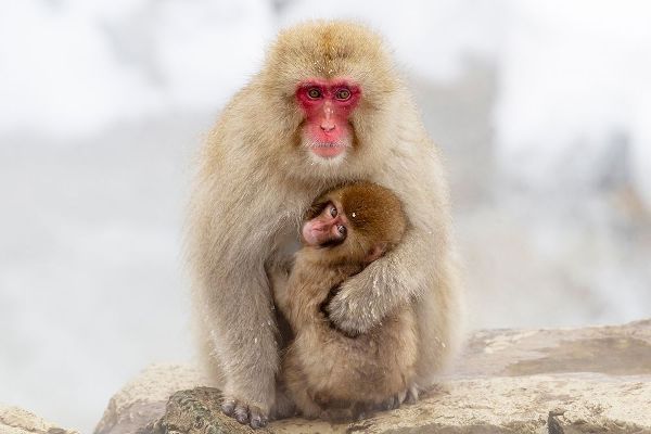 Goff, Ellen 아티스트의 Japan-Nagano A female snow monkey작품입니다.